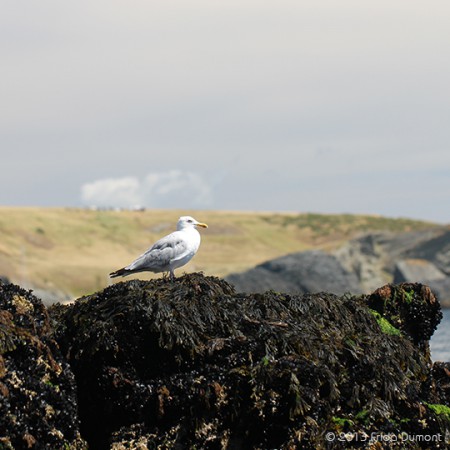 Belle-Île, Bretagne